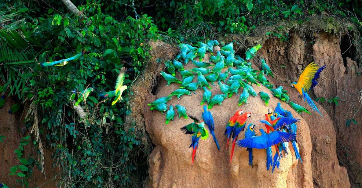 Tambopata Macaw Clay Lick 3 Days/1 Nights - Key Points