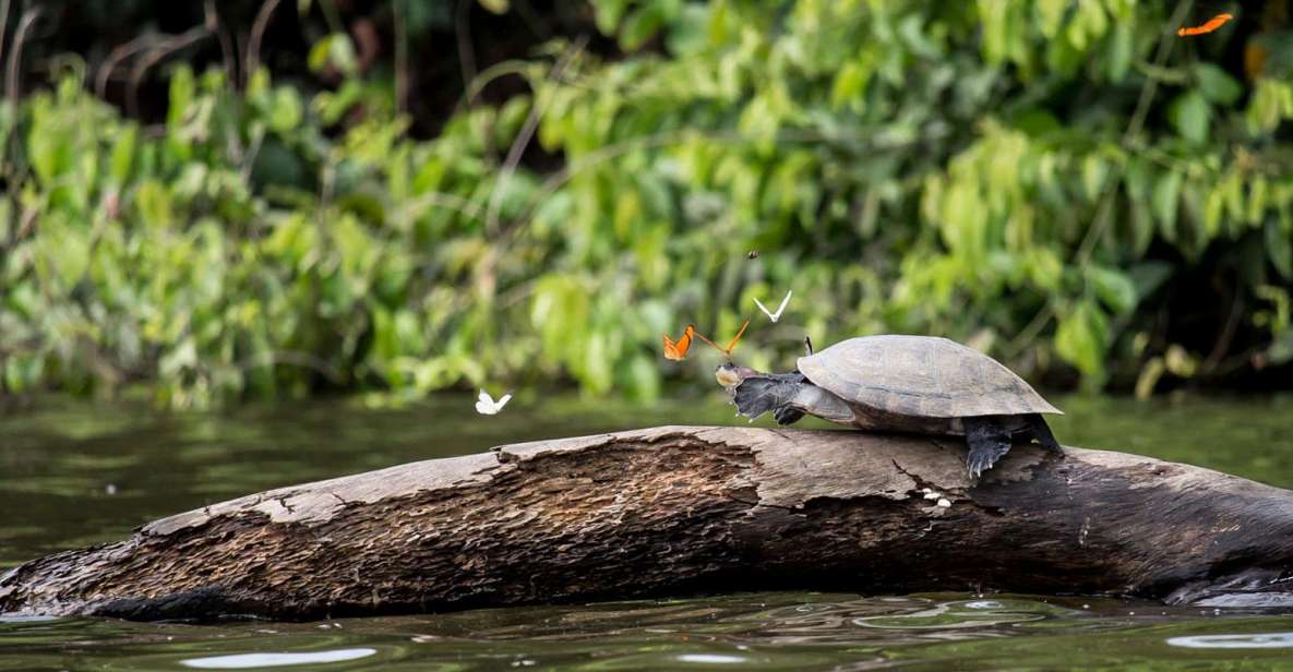 Tambopata Peruvian Amazon Jungle for Three Days/Two Nights - Key Points