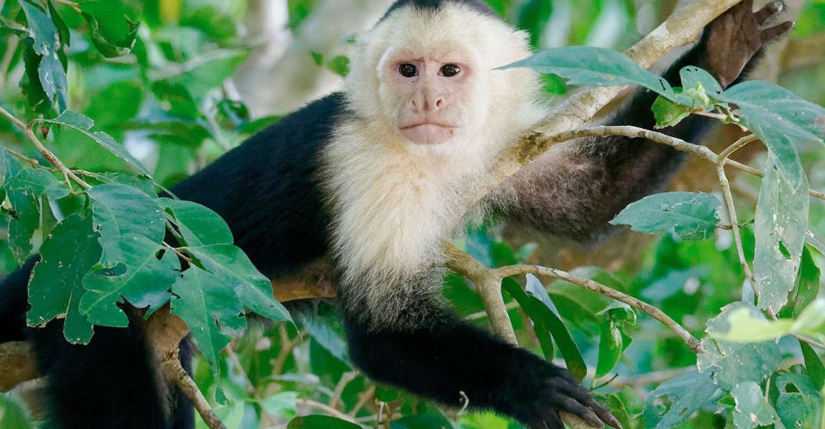 Tambopata: Tour of Monkey Island and Lake Sandoval 3-Days - Key Points