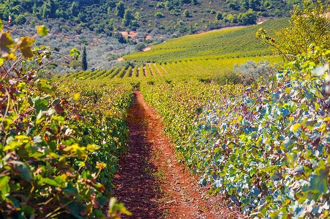 Taste the Greece on Nemea Winery Private Tour - Key Points