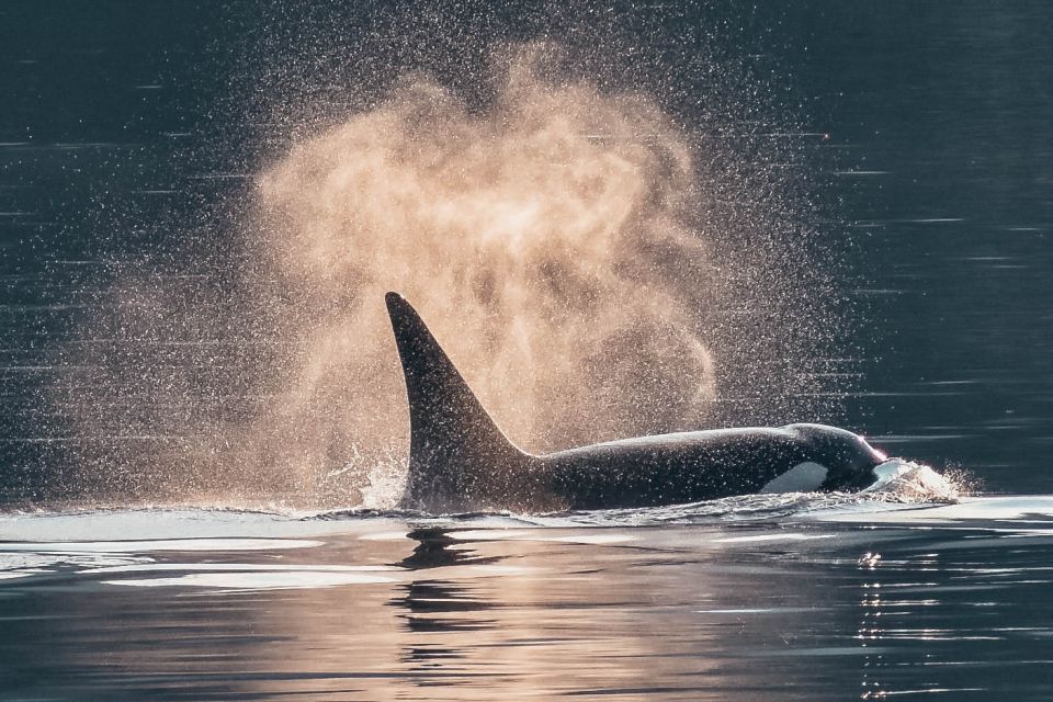 Telegraph Cove: 3-Hour Whale Watching Tour in a Zodiac Boat - Key Points