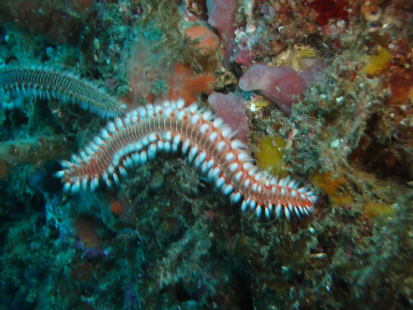 Terceira: Angra Do Heroísmo Scuba Diving Tour With 2 Dives - Key Points