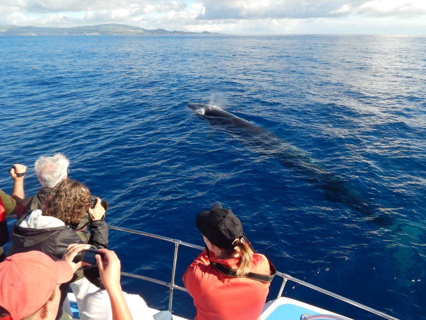 Terceira Island : Whale and Dolphin Watching Boat Excursion - Key Points