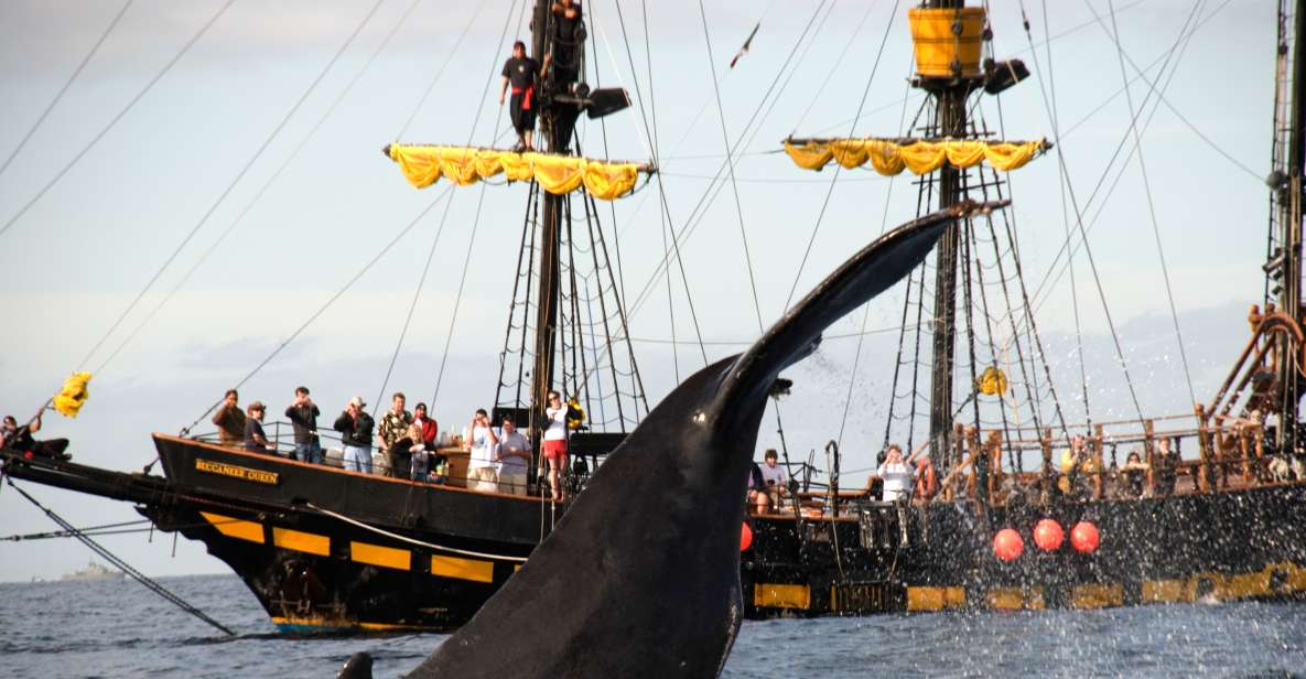 Thar She Blows! Whale Watching Pirate Cruise - Key Points