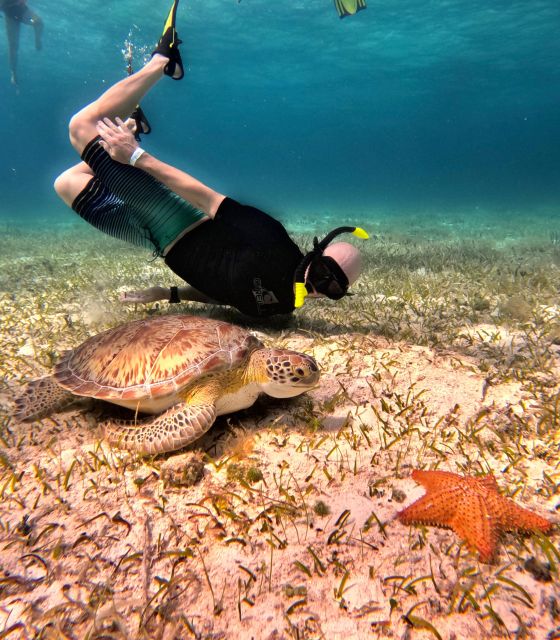 The Cozumel Turtle Sanctuary Snorkel Tour - Key Points