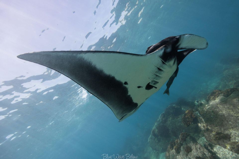 The Window: Manta Ray Dive at La Reina - Key Points