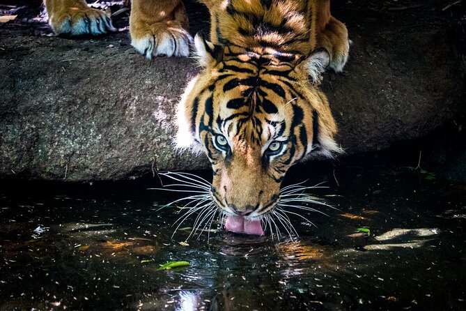 Tiger Experience at Melbourne Zoo - Excl. Entry - Key Points