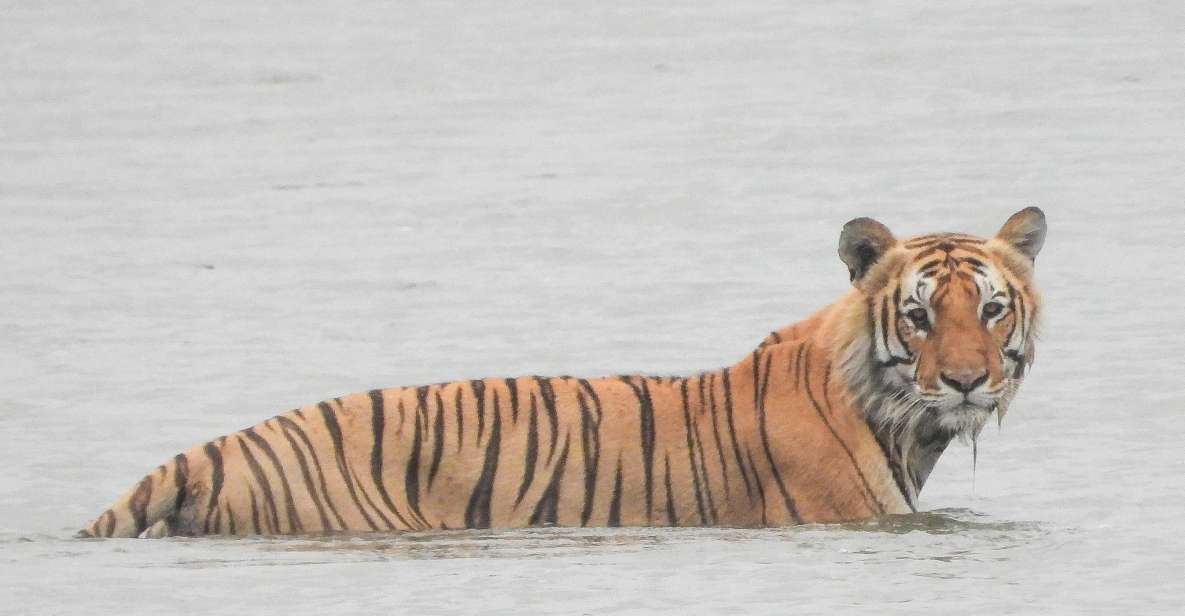 Tiger Tracking Wildlife Safari Tour in Bardia - Key Points