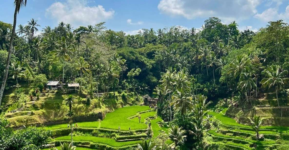 Tirta Empul Timple,Waterfall and Explore Rice Terrace - Key Points