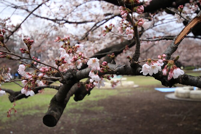 Tokyo Hikarigaoka Park Photo Shooting - Key Points