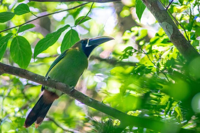 Tour in Monteverde Curi-Cancha Reserve - Key Points