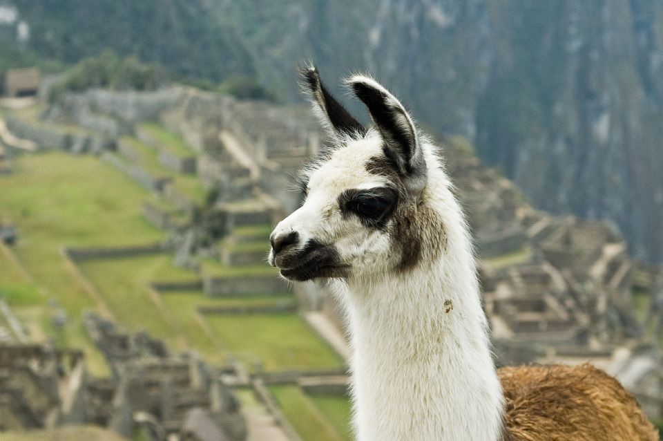 Tour Machu Picchu Mountain Huayna Picchu - Key Points
