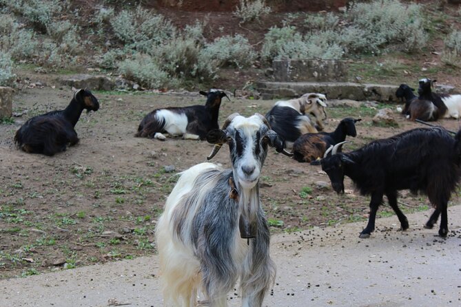 Traditional Villages of Chania Private Tour to Explore Pure Crete - Key Points