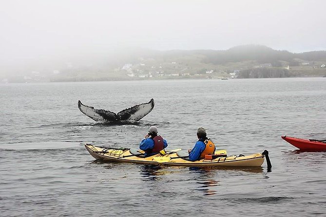 Trinity Tow N Go Kayak Tour - Key Points