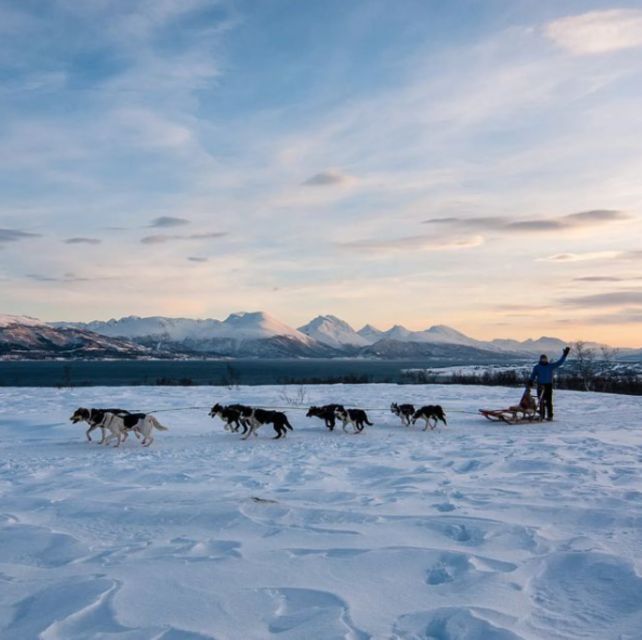 Tromsø 3-Days Whale Watching, Northern Lights & Dog Sledding - Key Points