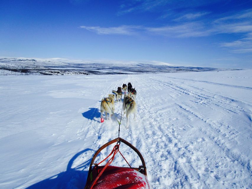 Tromso: 8-Day Dog Sledding Expedition With Alaskan Huskies - Key Points