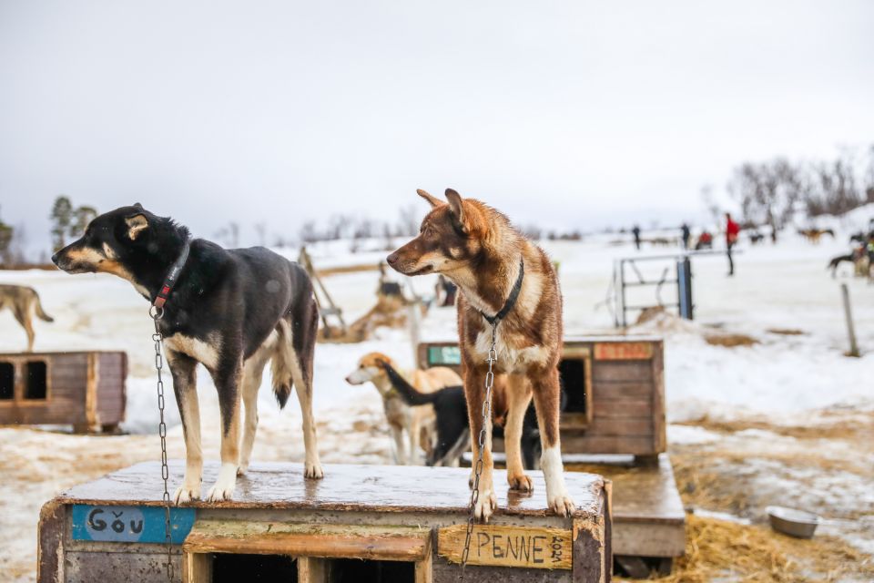 Tromsø: Husky Sled Self-Drive With Traditional Lunch - Key Points