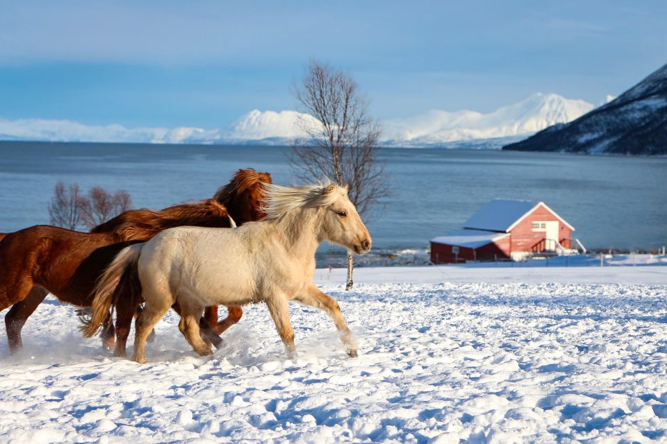 Tromsø: Lyngen Horse Stud Farm Visit - Key Points