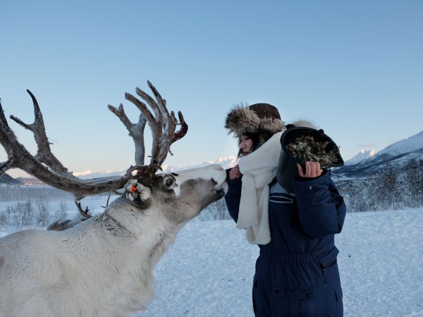 Tromsø: Reindeer Feeding and Sami Cultural Experience - Key Points