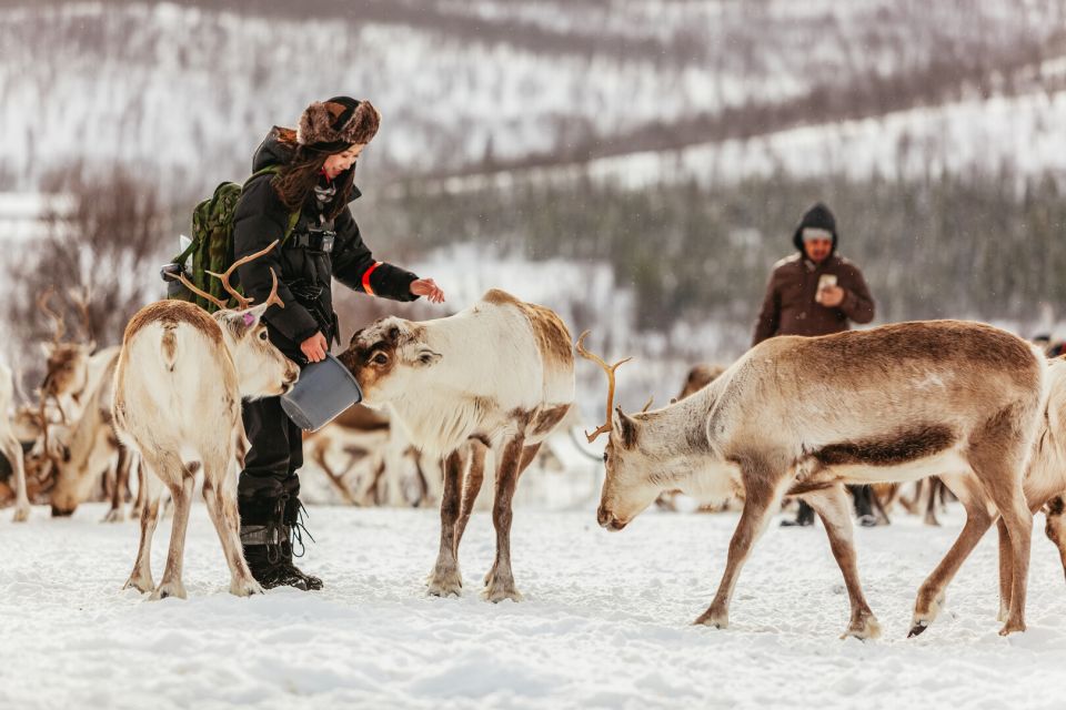 Tromsø: Reindeer Sledding & Feeding With a Sami Guide - Key Points