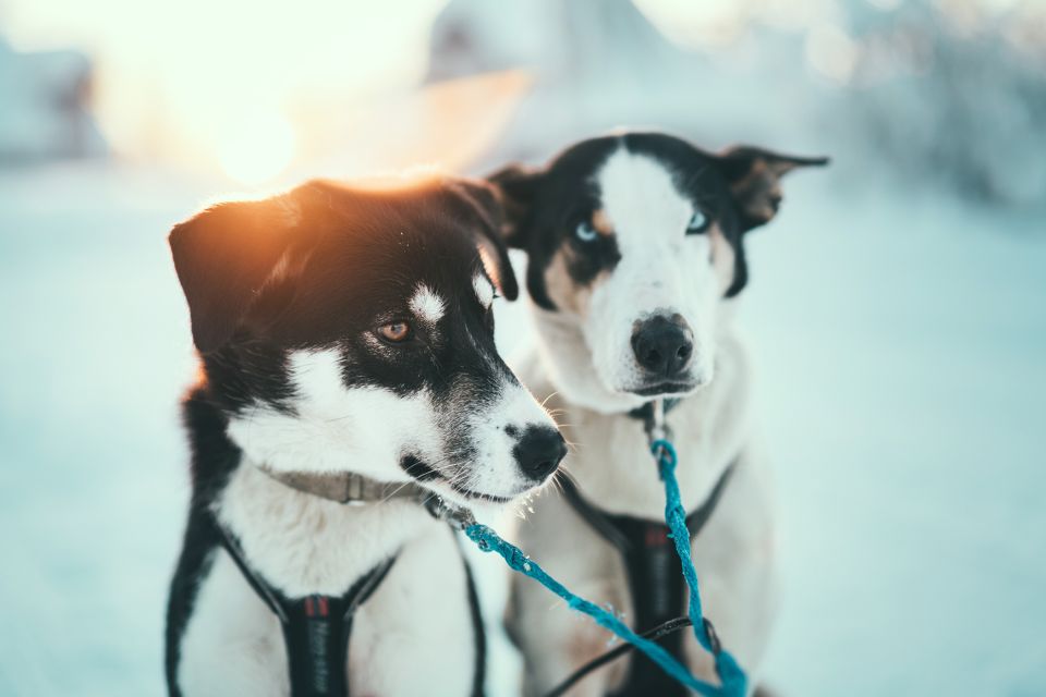 Tromsø: Self-Drive Husky Dog Sledding Adventure - Key Points