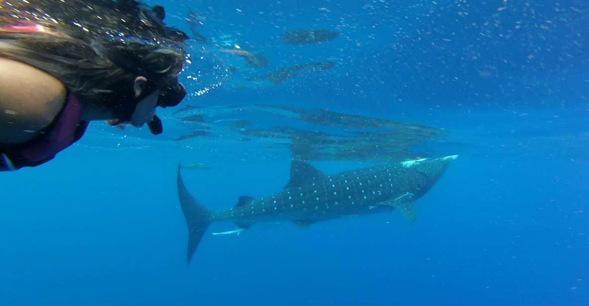 Tulum-Akumal: Swimming With Whale Sharks Tour - Key Points