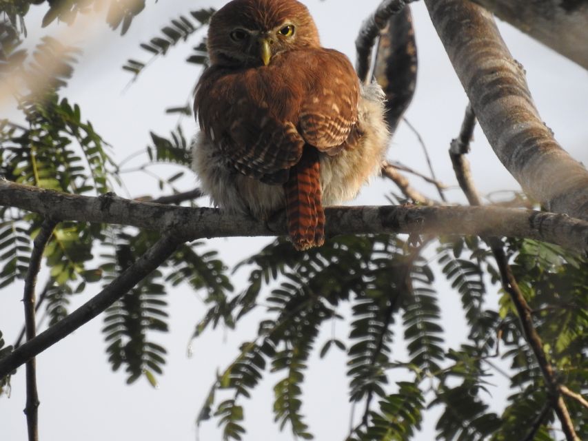 Tulum: Sian Ka'an Biosphere Reserve Guided Birdwatching Hike - Key Points