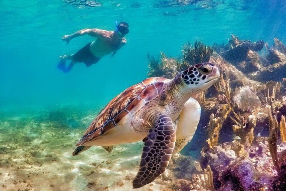 Tulum:Private Mayan Ruins & Swimming With Turtles Experience - Key Points