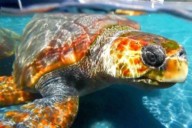 Turtle Experience in Cape Verde - Key Points