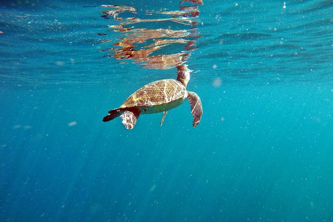 Turtle Snorkeling by Adrenailha - Key Points