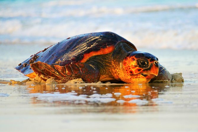 Turtle Watching Tour at Cape Verde  - Santa Maria - Key Points