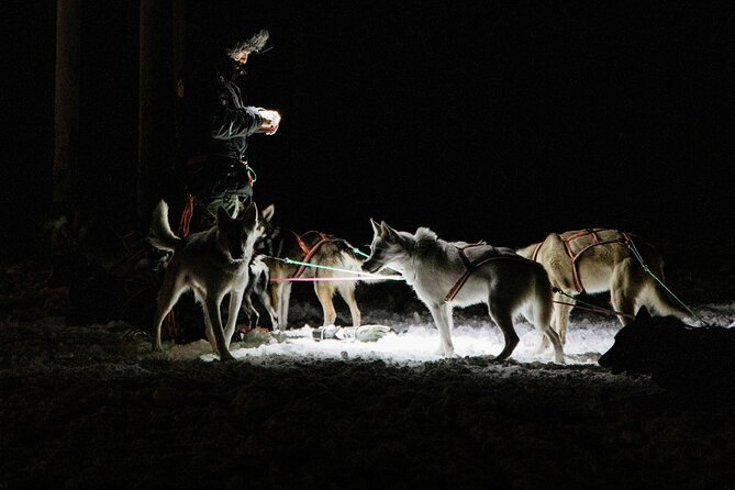 Twilight Husky Experience With 15KM Sled Ride in Rovaniemi - Key Points