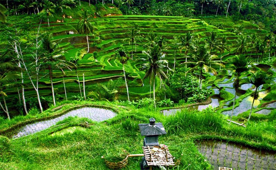 Ubud : Rice Terrace, Monkey Forest and Waterfall - Key Points