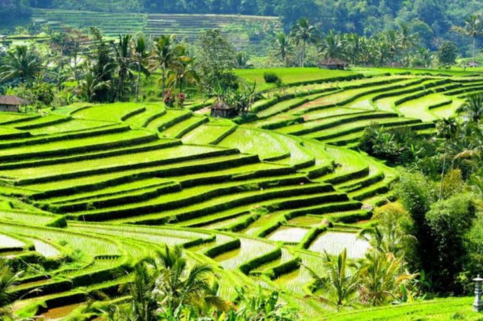 Ubud: Waterfalls,Rice Terrace & Monkey Forest Private Tours - Key Points