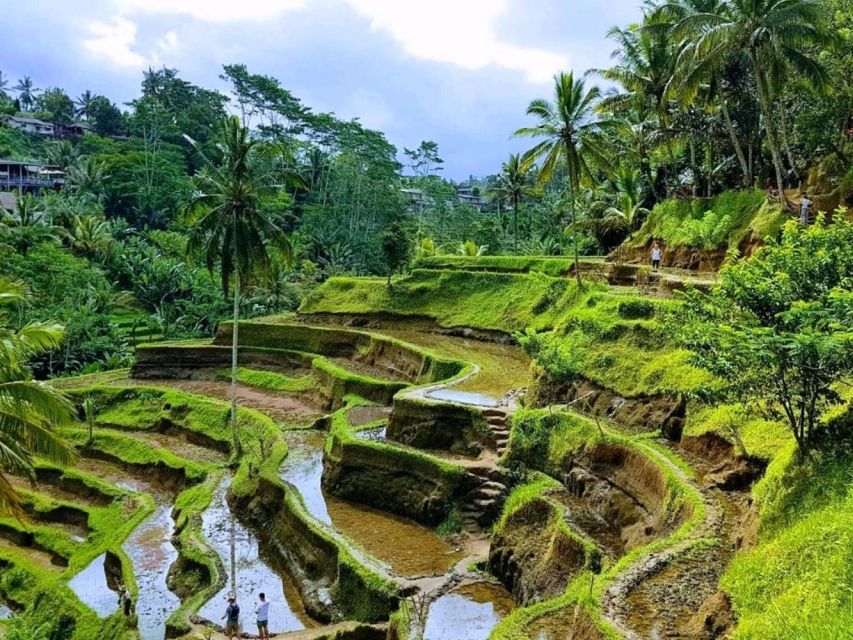 Ubud:Monkey Forest,Rice Terraces,Temple & Waterfalls Tours - Key Points