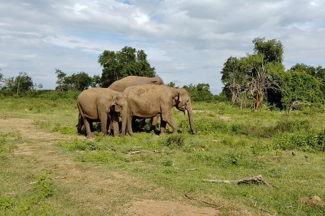 Udawalawe National Park Safari Jeep - Key Points