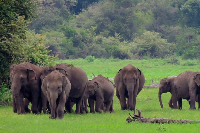 Udawalawe National Park Safari - Key Points