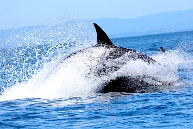 Ultimate Marine Whale & Wildlife Tour - Key Points