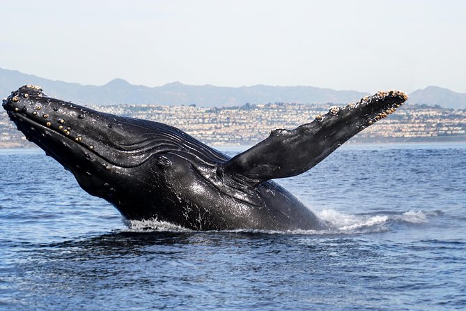 Ultimate Whale and Dolphin Watching in Newport Beach, 6 Person Maximum - Key Points