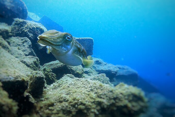 Underwater Sightseeing - Individual Dive Trip Under Tenerife - Key Points