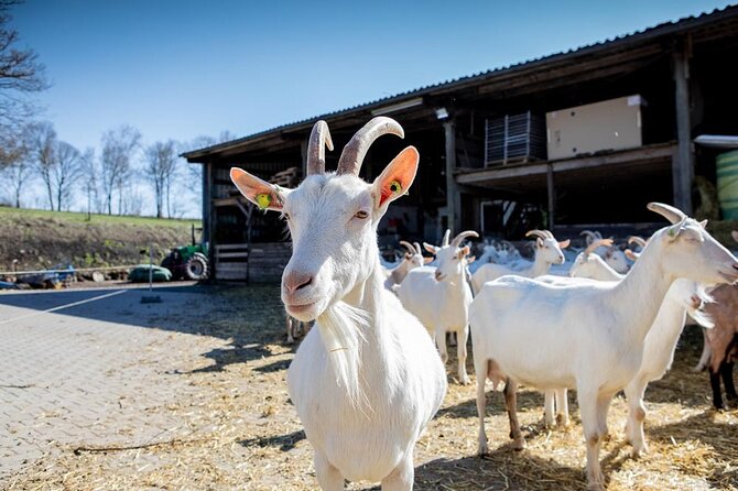 Up Close From Goat to Cheese at the Vulkanhof in Gillenfeld - Vulkanhof: A Goat Farm Experience