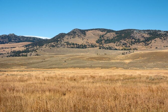 Upper Loop Tour and Lamar Valley From West Yellowstone With Lunch - Key Points