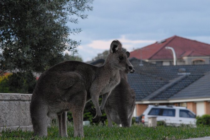 Urban Kangaroos - Key Points