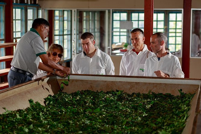 Uva Halpewatte Tea Factory Tour in Ella Sri Lanka - Key Points