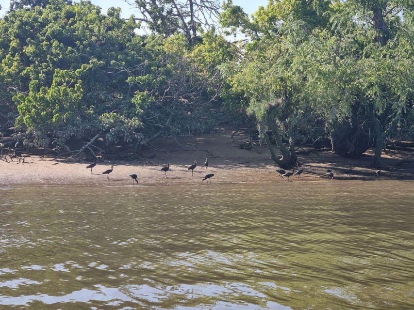 Valada Do Ribatejo: Tejo River Birdwatching Experience - Activity Details