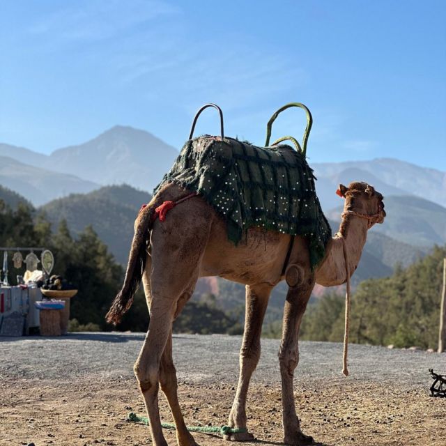 Valley Ourika and Atlas Mountains With Guide and Ride Camel - Key Points