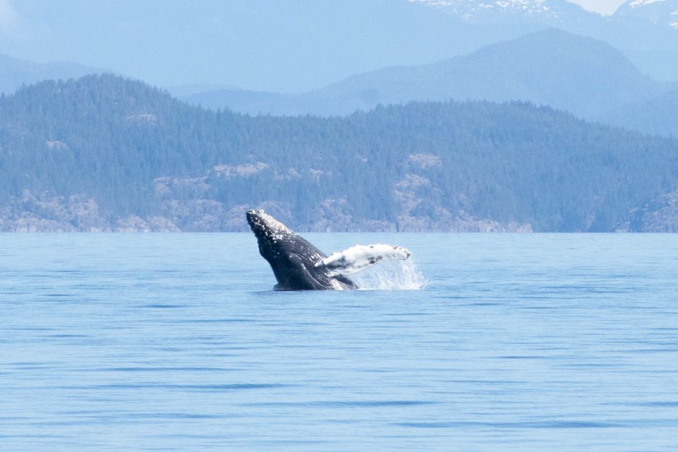 Vancouver Island: Campbell River Coastal Wildlife Adventure - Key Points