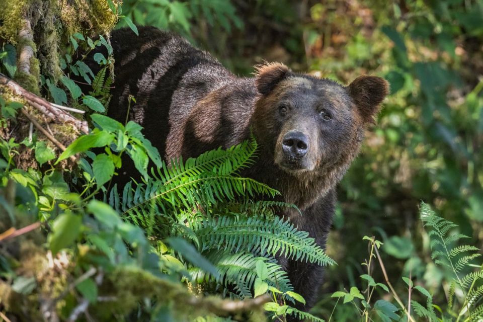 Vancouver Island: Full-Day Grizzly Bear Tour at Toba Inlet - Key Points