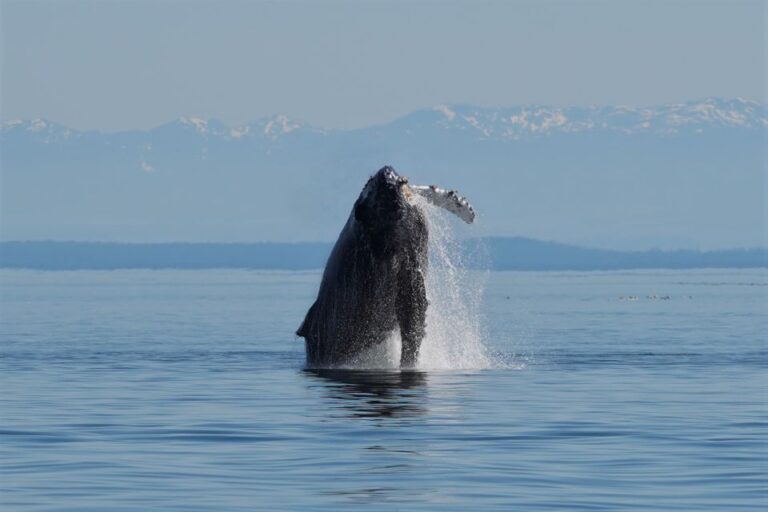 Vancouver Island: Spring Bears and Whales Full-Day Tour