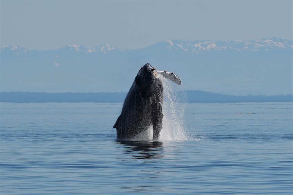 vancouver island spring bears and whales full day tour Vancouver Island: Spring Bears and Whales Full-Day Tour